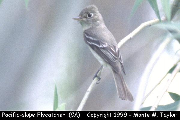 Pacific-slope Flycatcher -summer- (California)