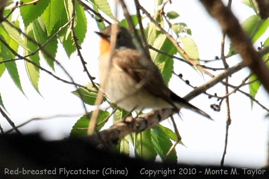 Red-breasted or Taiga Flycatcher? -spring- (Tianjin, China)