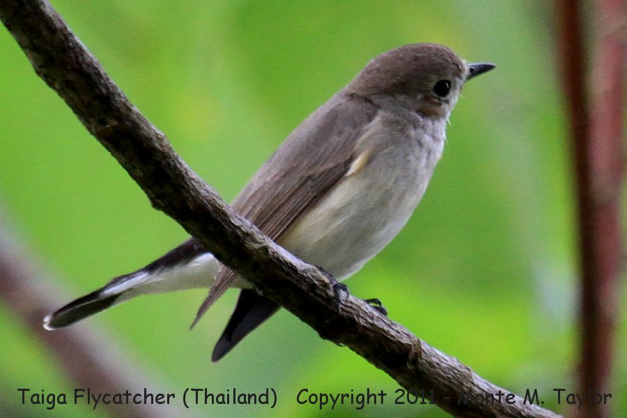 Taiga Flycatcher -winter- (Kaeng Krachan National Park, Petchaburi, Thailand)