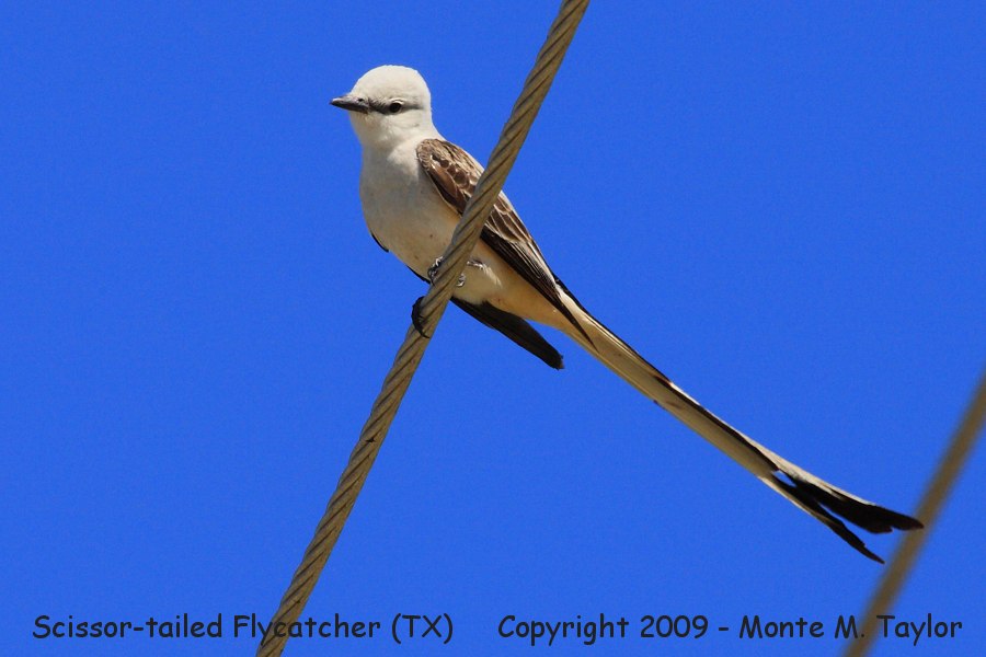 Scissor-tailed Flycatcher -spring female- (Texas)