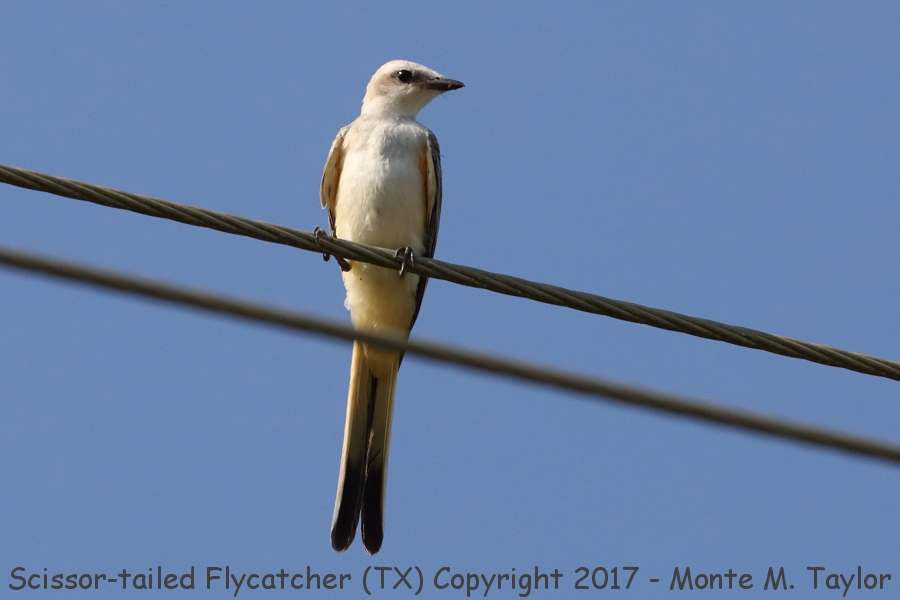 Scissor-tailed Flycatcher -summer- (Texas)