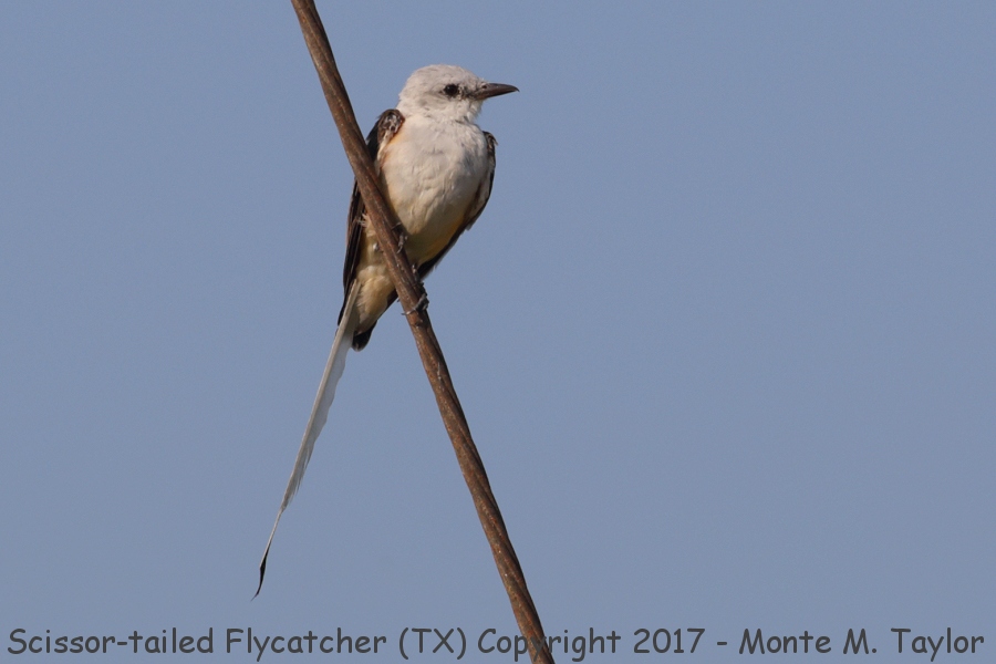 Scissor-tailed Flycatcher -summer- (Texas)