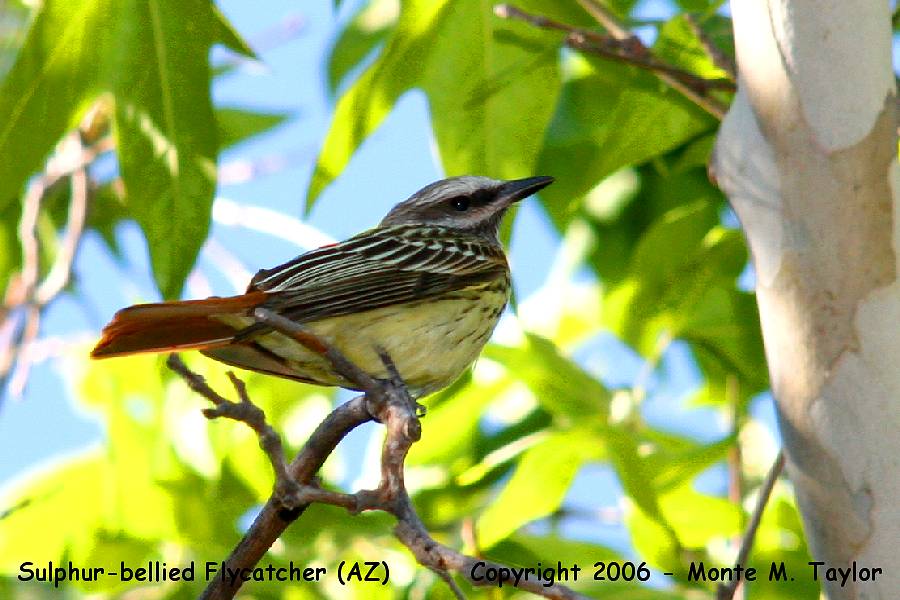 Sulphur-bellied Flycatcher -spring- (Arizona)