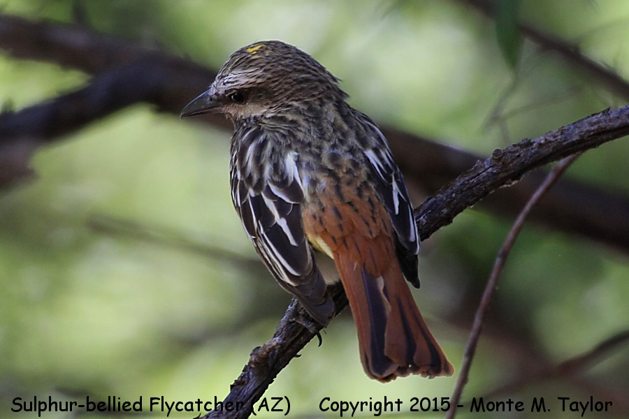 Sulphur-bellied Flycatcher -summer juvenal- (Arizona)