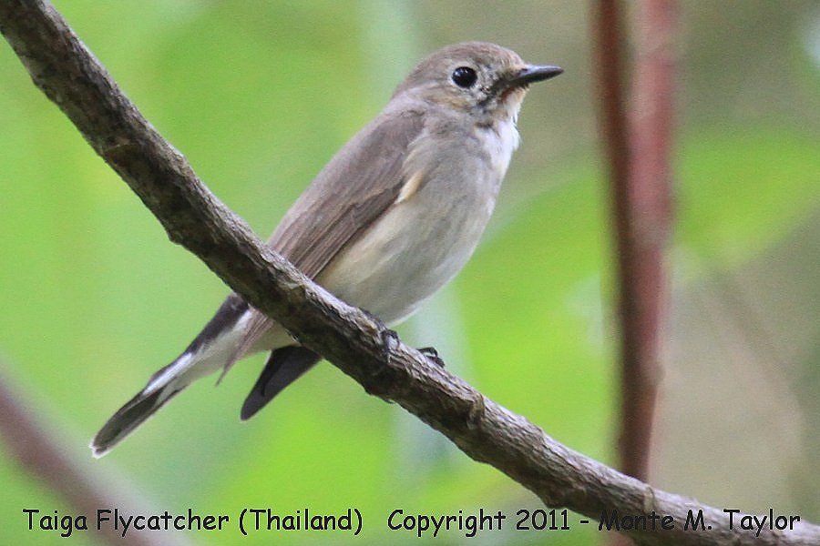 Taiga Flycatcher -winter- (Kaeng Krachan National Park, Petchaburi, Thailand)