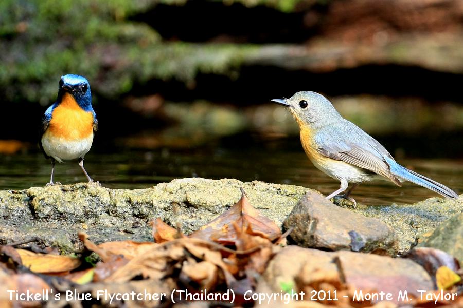 Tickell's Blue Flycatcher -winter male/female- (Kaeng Krachan National Park, Petchaburi, Thailand)