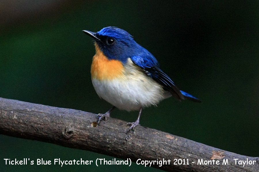 Tickell's Blue Flycatcher -winter male- (Kaeng Krachan National Park, Petchaburi, Thailand)
