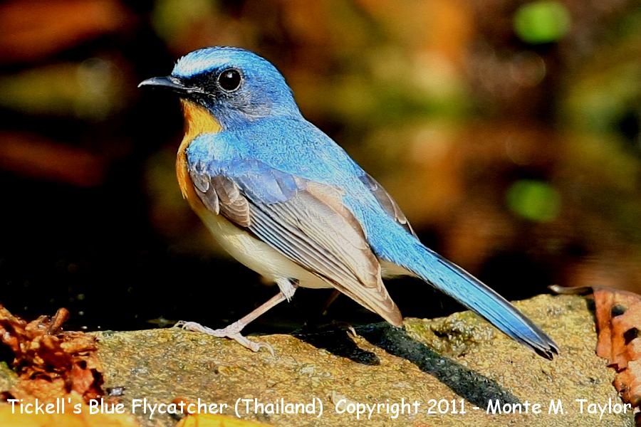 Tickell's Blue Flycatcher -winter male- (Kaeng Krachan National Park, Petchaburi, Thailand)