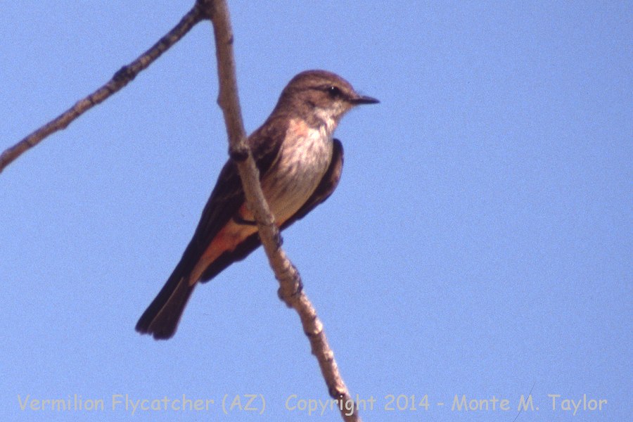 Vermilion Flycatcher -summer female- (Arizona)