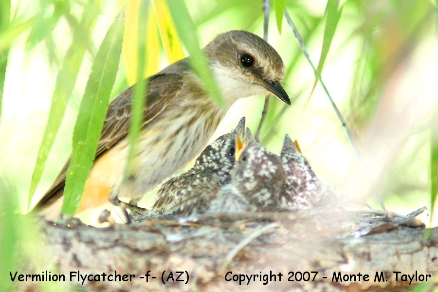 Vermilion Flycatcher -summer female w-chicks- (Arizona)