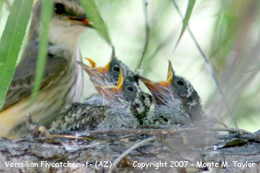 Vermilion Flycatcher -summer female w-chicks- (Arizona)