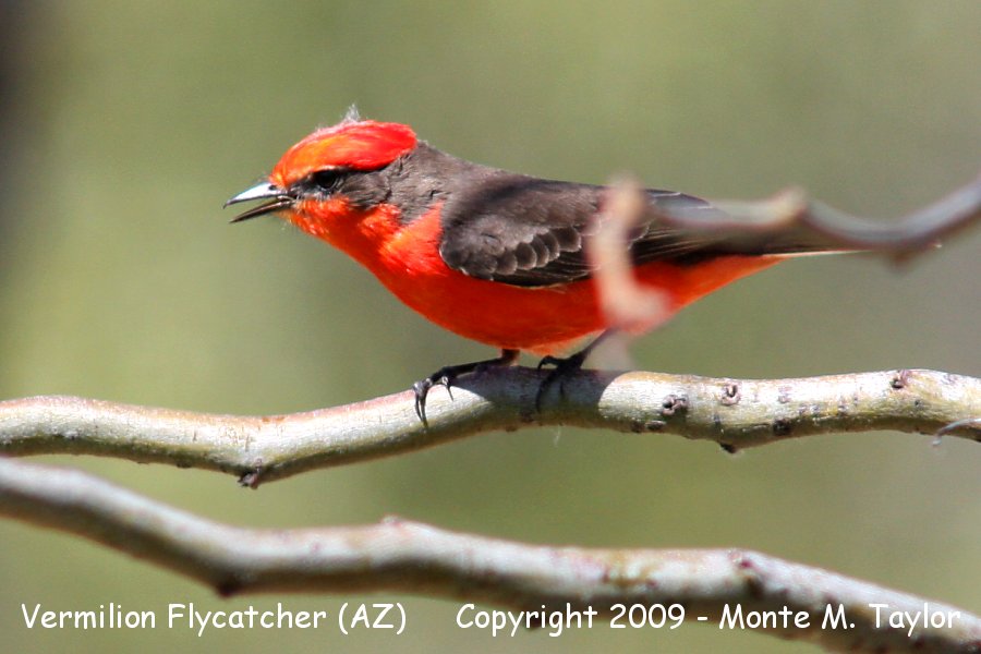 Vermilion Flycatcher -spring male- (Arizona)