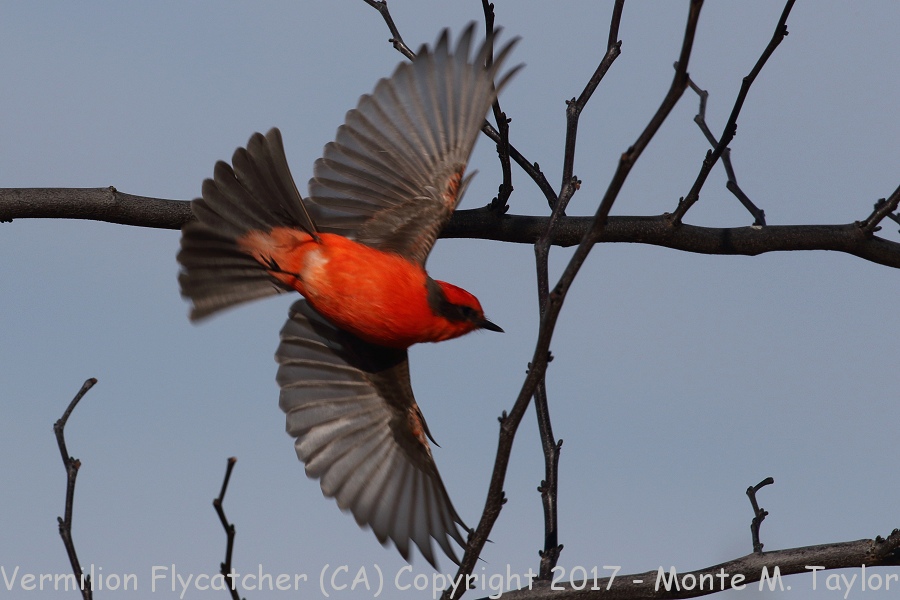 Vermilion Flycatcher -winter male- (California)