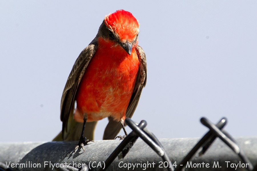 Vermilion Flycatcher -winter male- (California)
