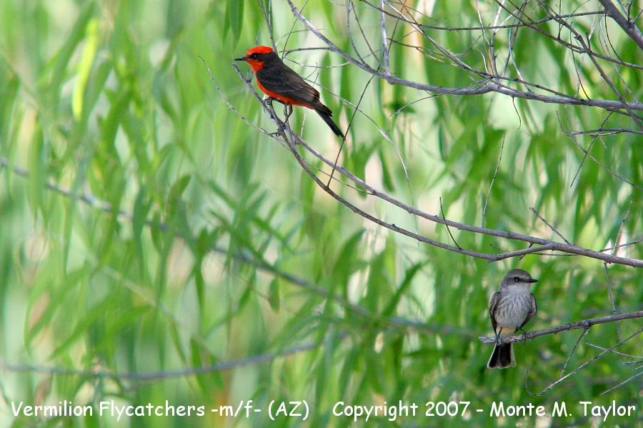 Vermilion Flycatcher -spring male & female- (Arizona)