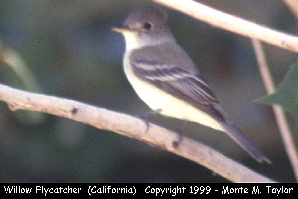 Willow Flycatcher -fall- (California)