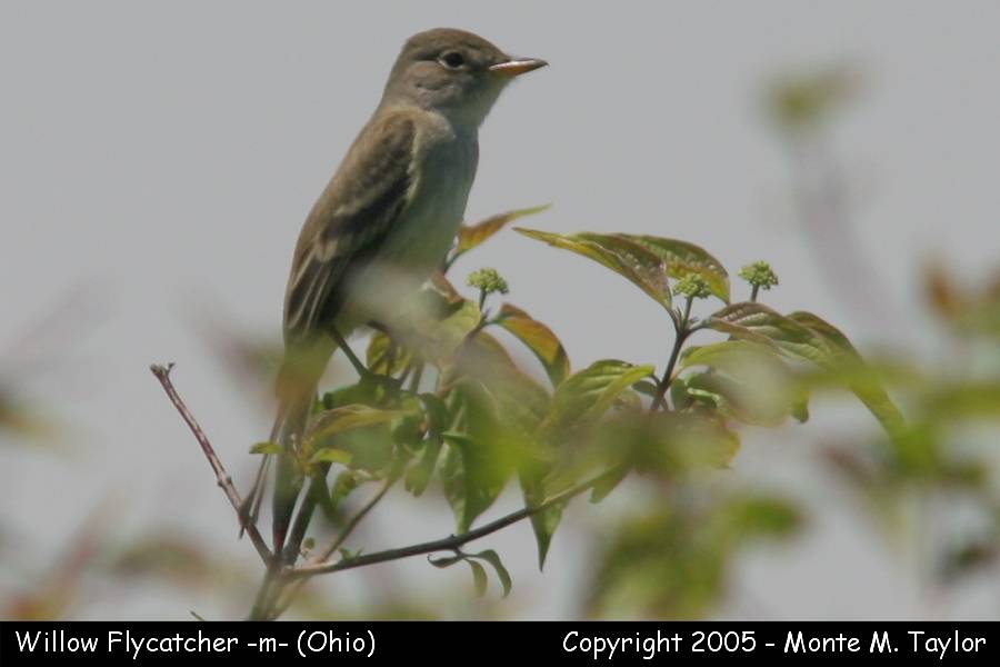 Willow Flycatcher -spring- (Ohio)