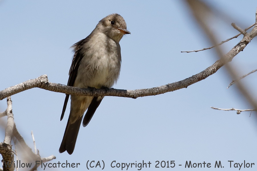 Willow Flycatcher -spring southwestern race- (California)