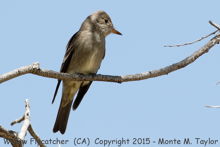 Willow Flycatcher -spring southwestern race- (California)