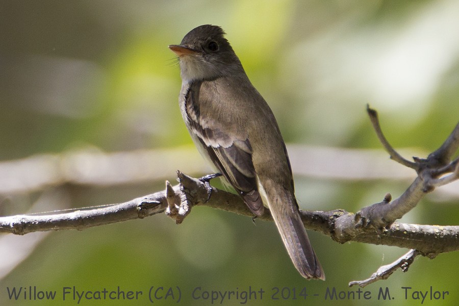 Willow Flycatcher -spring- (California)