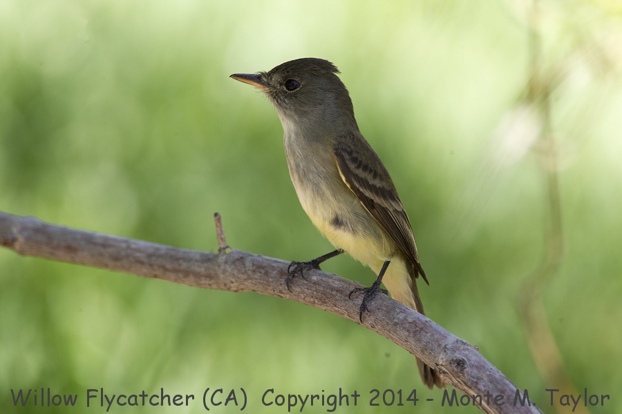 Willow Flycatcher -spring- (California)