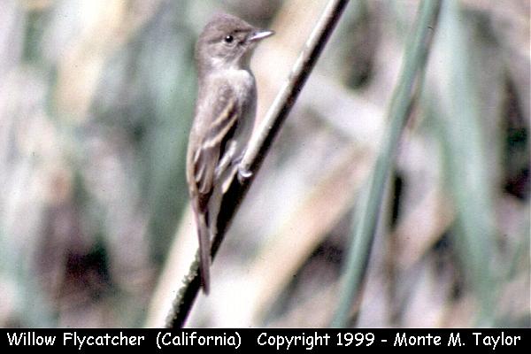 Willow Flycatcher -summer- (California)