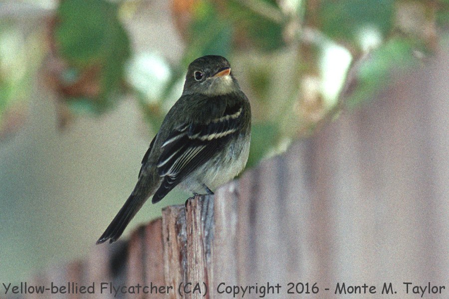 Yellow-bellied Flycatcher -Sept 21st, 1997- (Galileo Hill, California)
