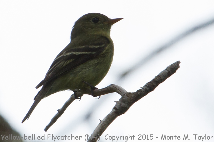 Yellow-bellied Flycatcher -spring- (New Hampshire)
