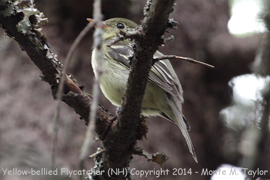 Yellow-bellied Flycatcher -spring- (New Hampshire)