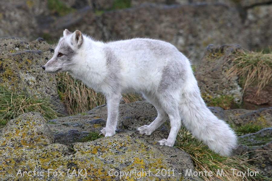 Arctic Fox -fall- (St. Paul Island, Pribilofs, Alaska)
