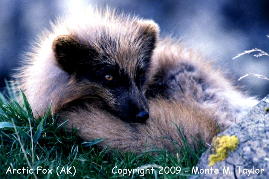 Arctic Fox -spring- (Attu Island, Aleutians, Alaska)