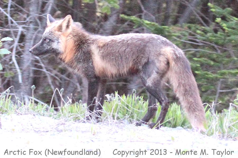 Arctic Fox -spring- (Newfoundland, Canada)