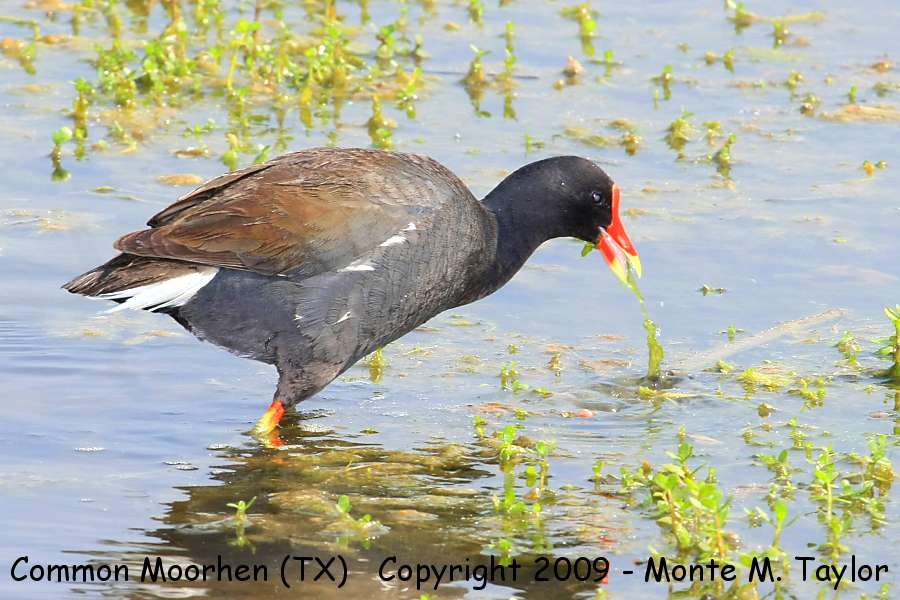 Common Gallinule (formerly Common Gallinule) -spring- (Texas)