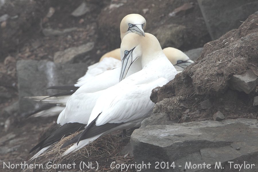 Northern Gannet -spring- (Cape St. Mary's, Newfoundland)