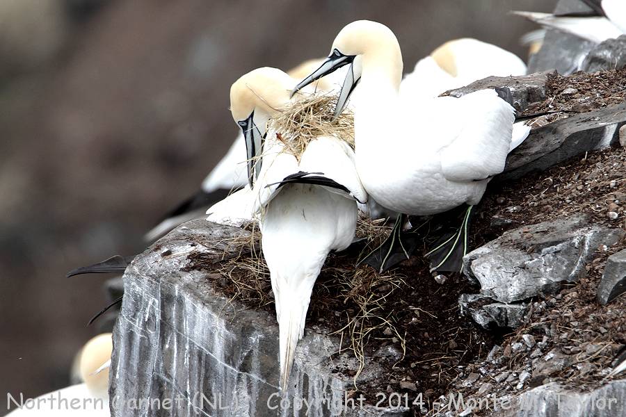 Northern Gannet -spring- (Cape St. Mary's, Newfoundland)