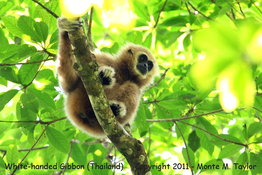 White-handed Gibbon -winter- (Kaeng Krachan National Park, Thailand)