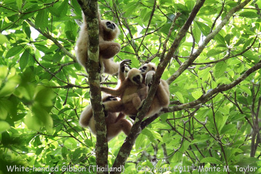 White-handed Gibbon -winter- (Kaeng Krachan National Park, Thailand)