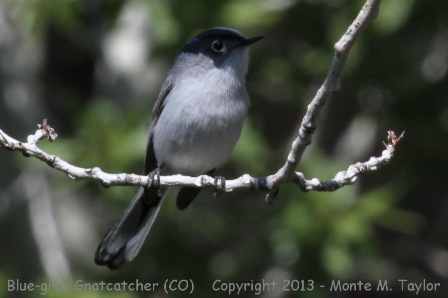 Blue-gray Gnatcatcher -summer- (Colorado)