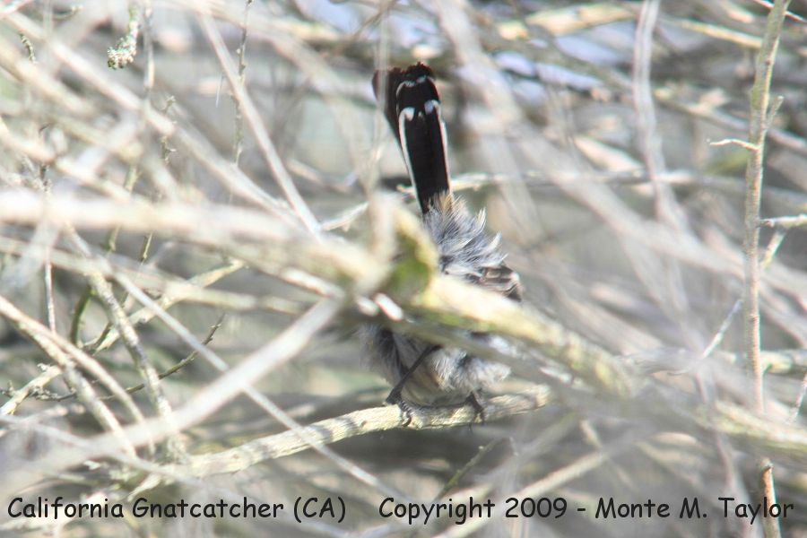 California Gnatcatcher -spring male- (Newport Beach, California)