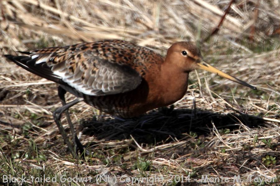 Black-tailed Godwit -May 2nd, 2014- (Old Perlican, Newfoundland)