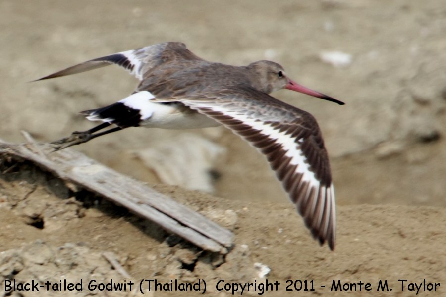 Black-tailed Godwit -winter- (Pak Thale, Petchaburi, Thailand)
