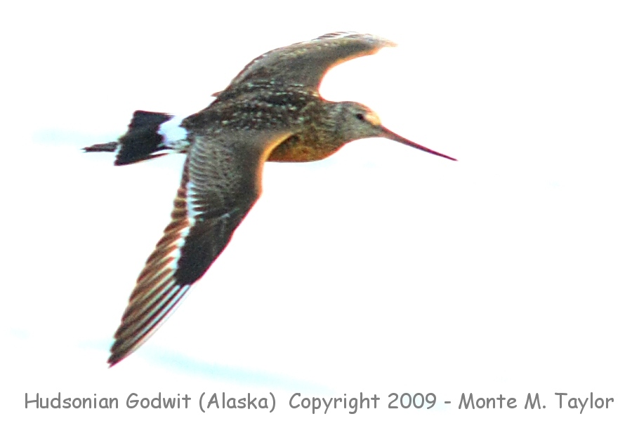 Hudsonian Godwit -summer- (Anchorage, Alaska)