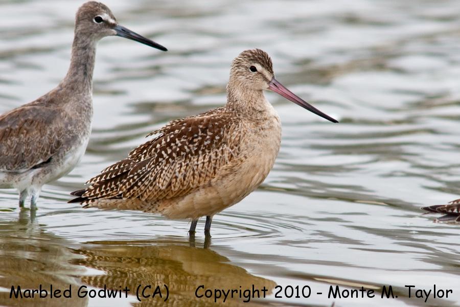 Marbled Godwit -summer w/ Willet- (California)