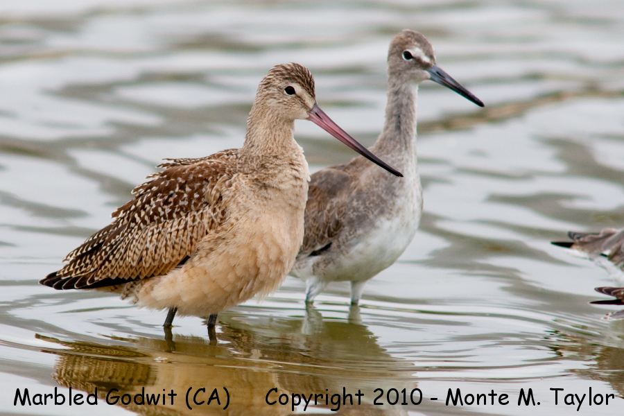 Marbled Godwit -summer w/ Willet- (California)