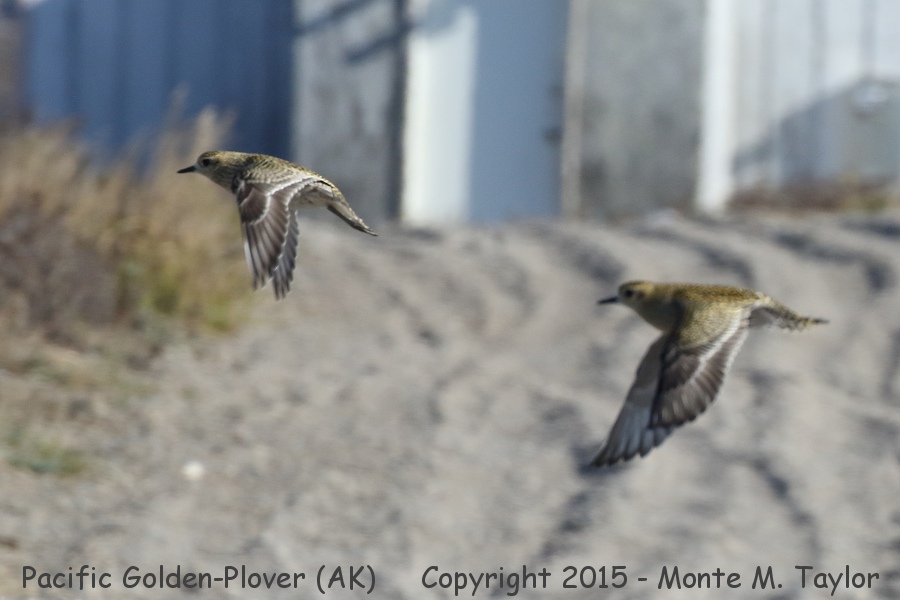 Pacific Golden-Plover -summer- (Gambell, St. Lawrence Island, Alaska)