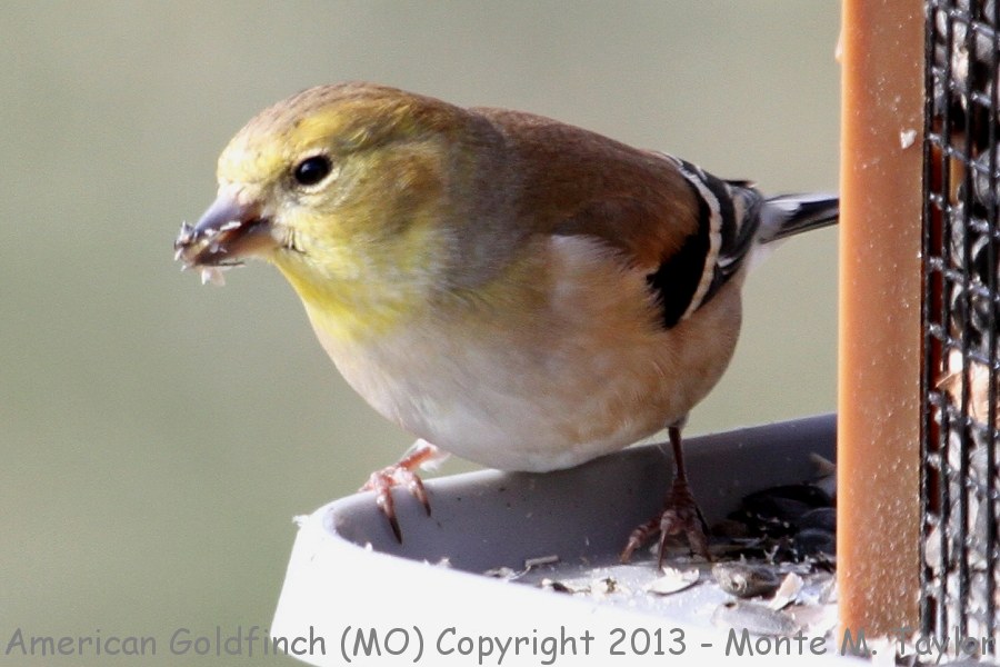 American Goldfinch -winter male- (Missouri)