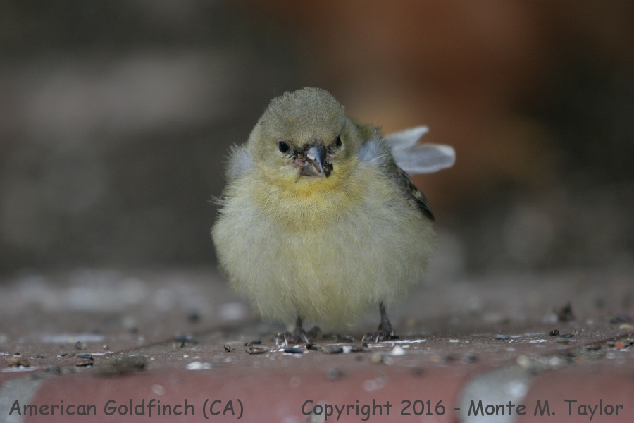 American Goldfinch -spring juvenal- (California)