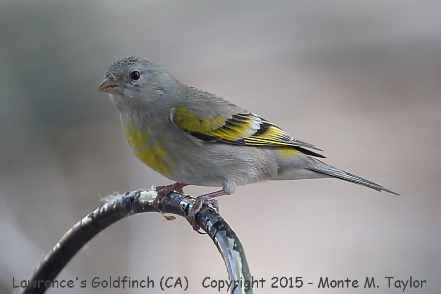 Lawrence's Goldfinch -spring female- (California)