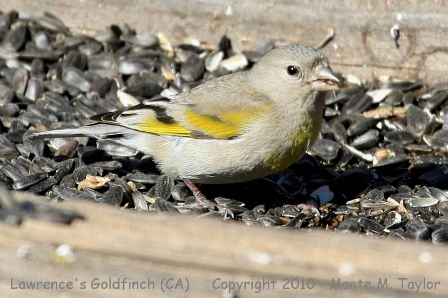 Lawrence's Goldfinch -winter female- (California)