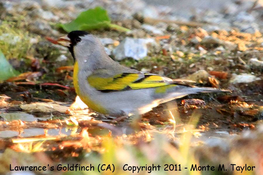 Lawrence's Goldfinch -spring male- (Galileo Hill, California)